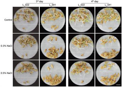 Genome-wide association studies identified OsTMF as a gene regulating rice seed germination under salt stress